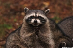 Evil Plotting Raccoon