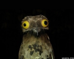 Weird Stuff I Do Potoo