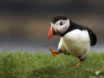 Unpopular Opinion Puffin