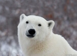Popular Opinion Polar Bear