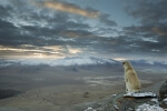 Contemplative Dog