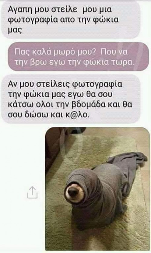 Σκύλοι Ο καλύτερος φίλος τους ανθρώπου 