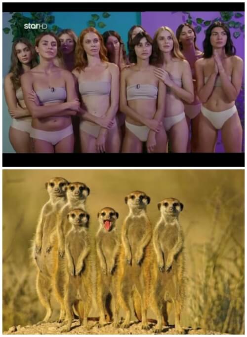 Gntm VS σουρικατες