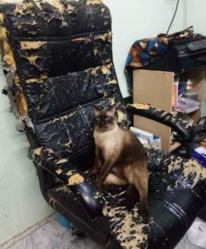 Τι με κοιτάς έτσι, ο σκύλος το έκανε... 