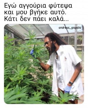 αγγούρια φύτεψα